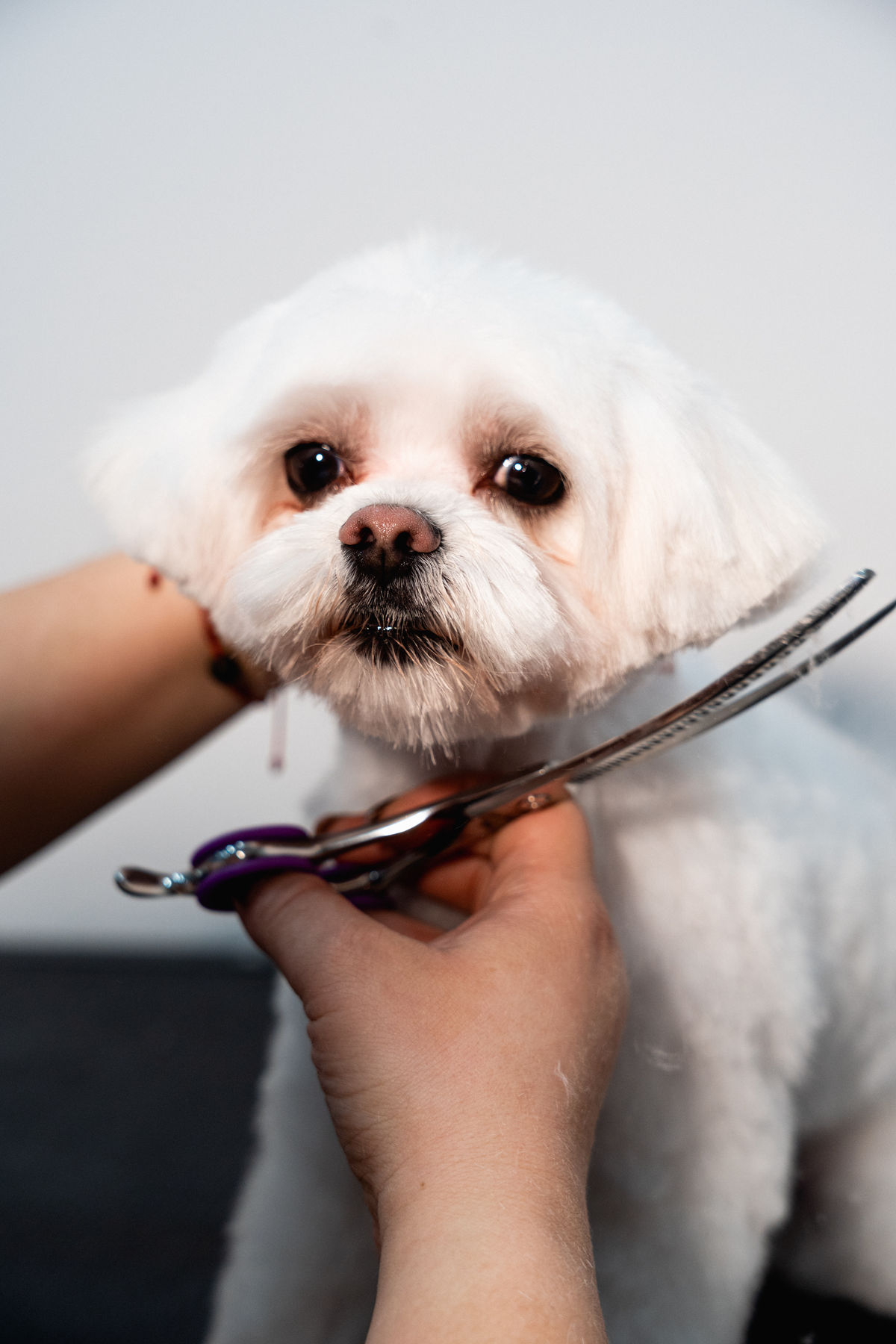 Bichón maltés recibiendo un corte a tijera en Maison Gala