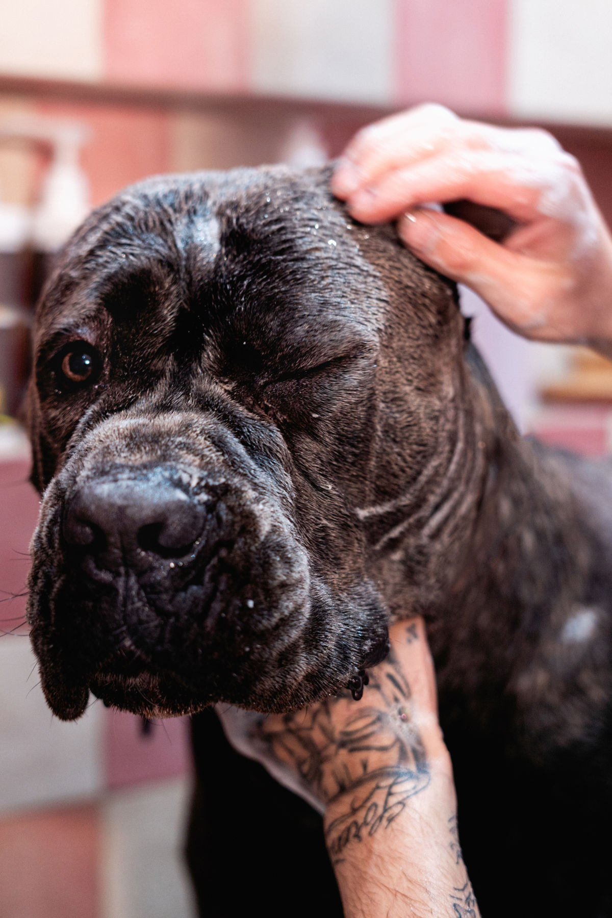 Cane corso durante un baño premium en Maison Gala