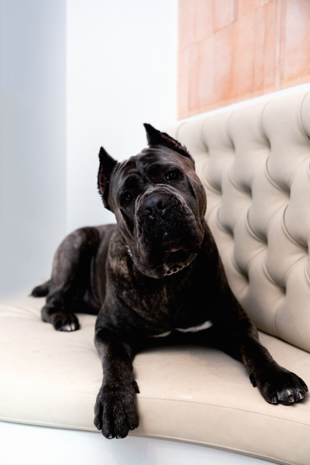 Cane corso descansando en el sofá de Maison Gala