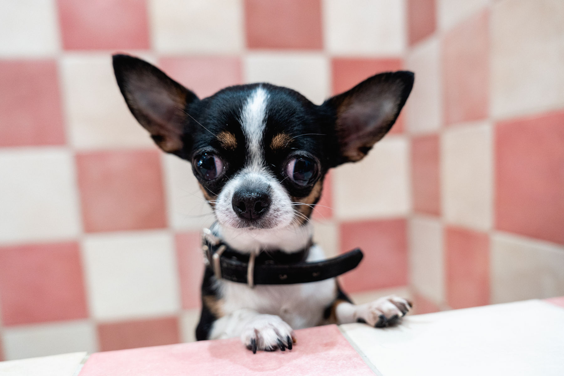 Chihuahua en la zona de baños de Maison Gala