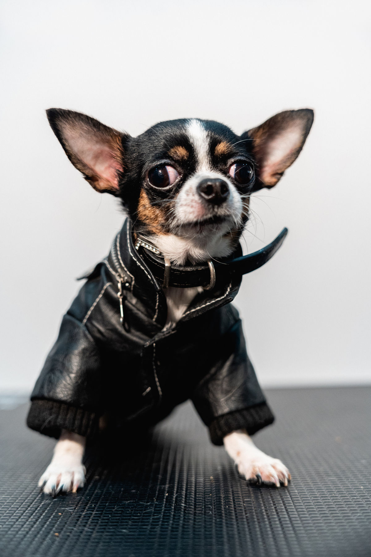Chihuahua con cazadora de cuero en sesión de estudio