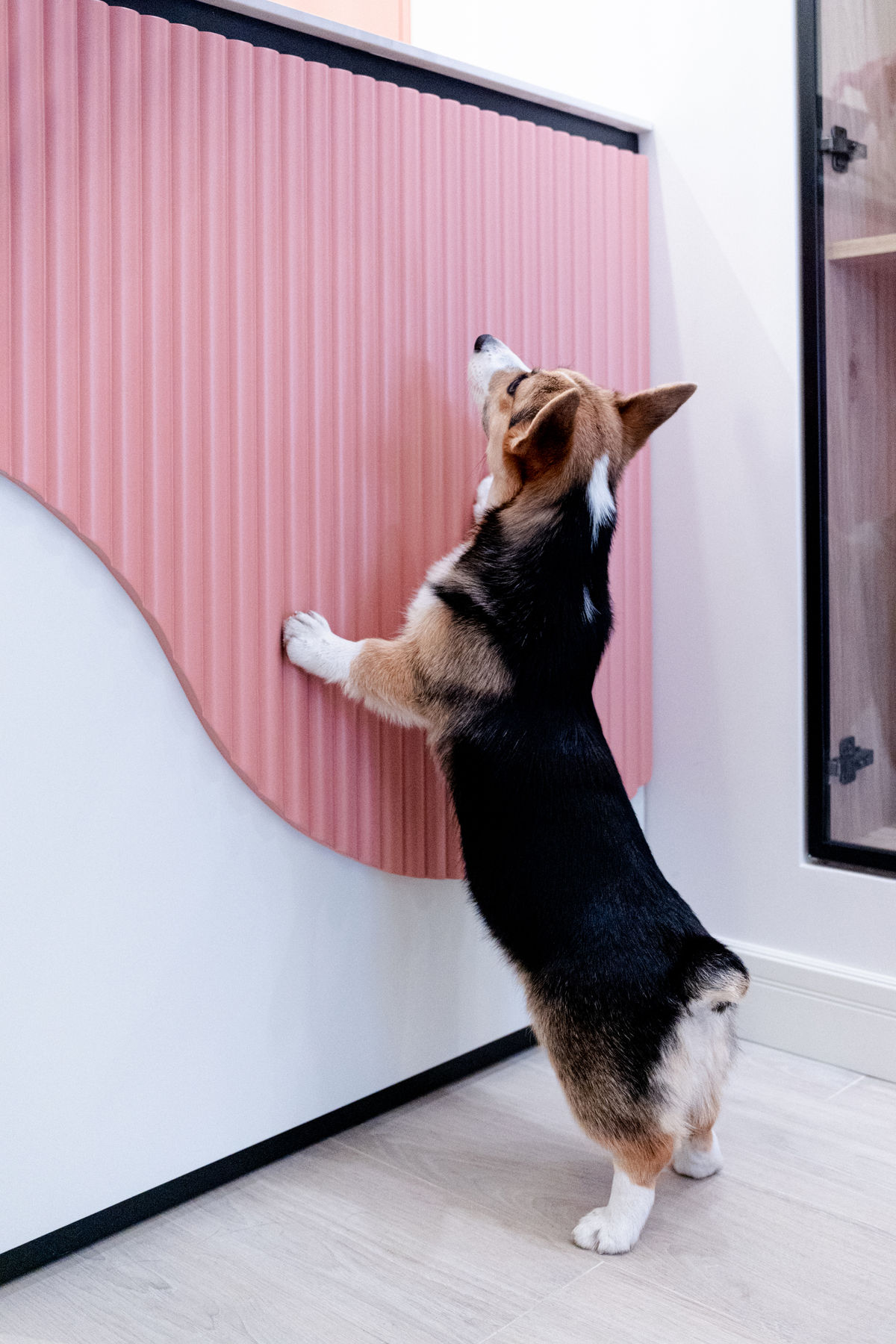 Corgi apoyado en el mostrador de la recepción de Maison Gala
