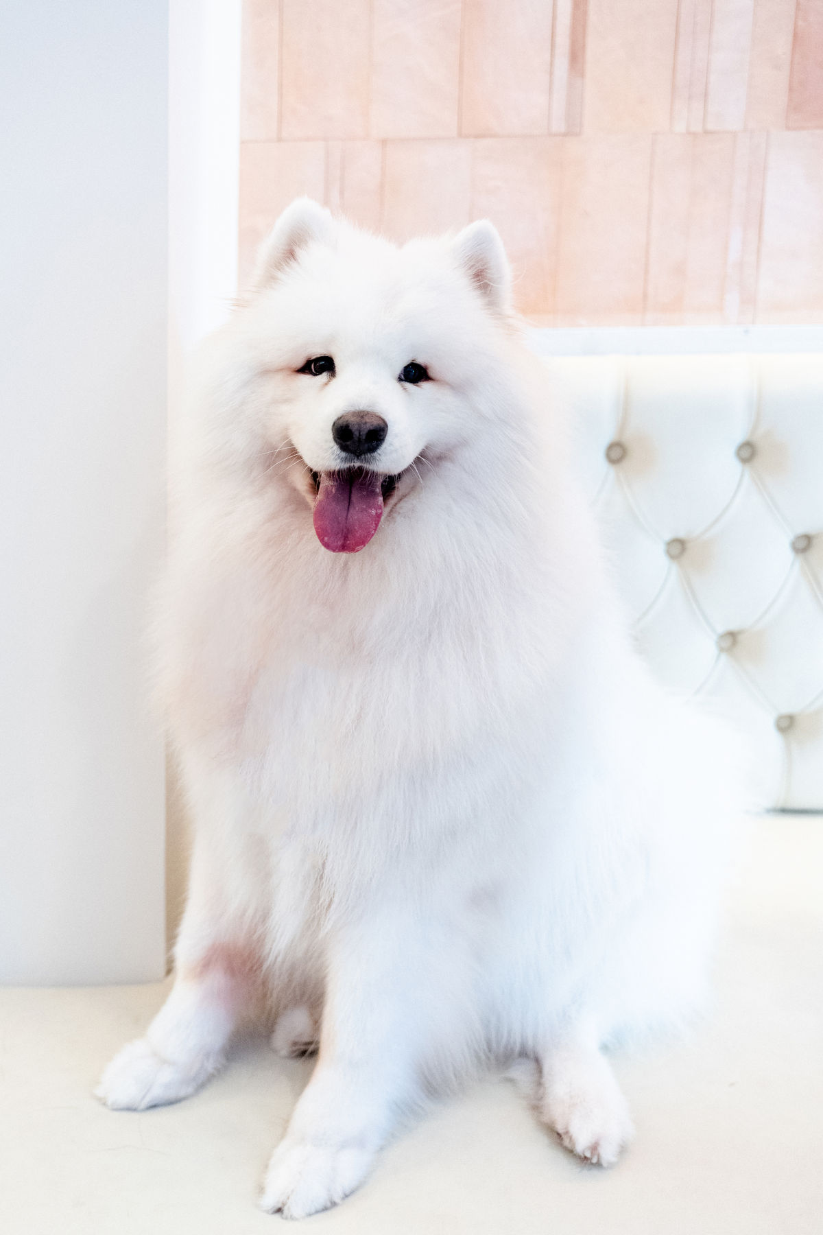 Samoyedo posando en el salón de Maison Gala