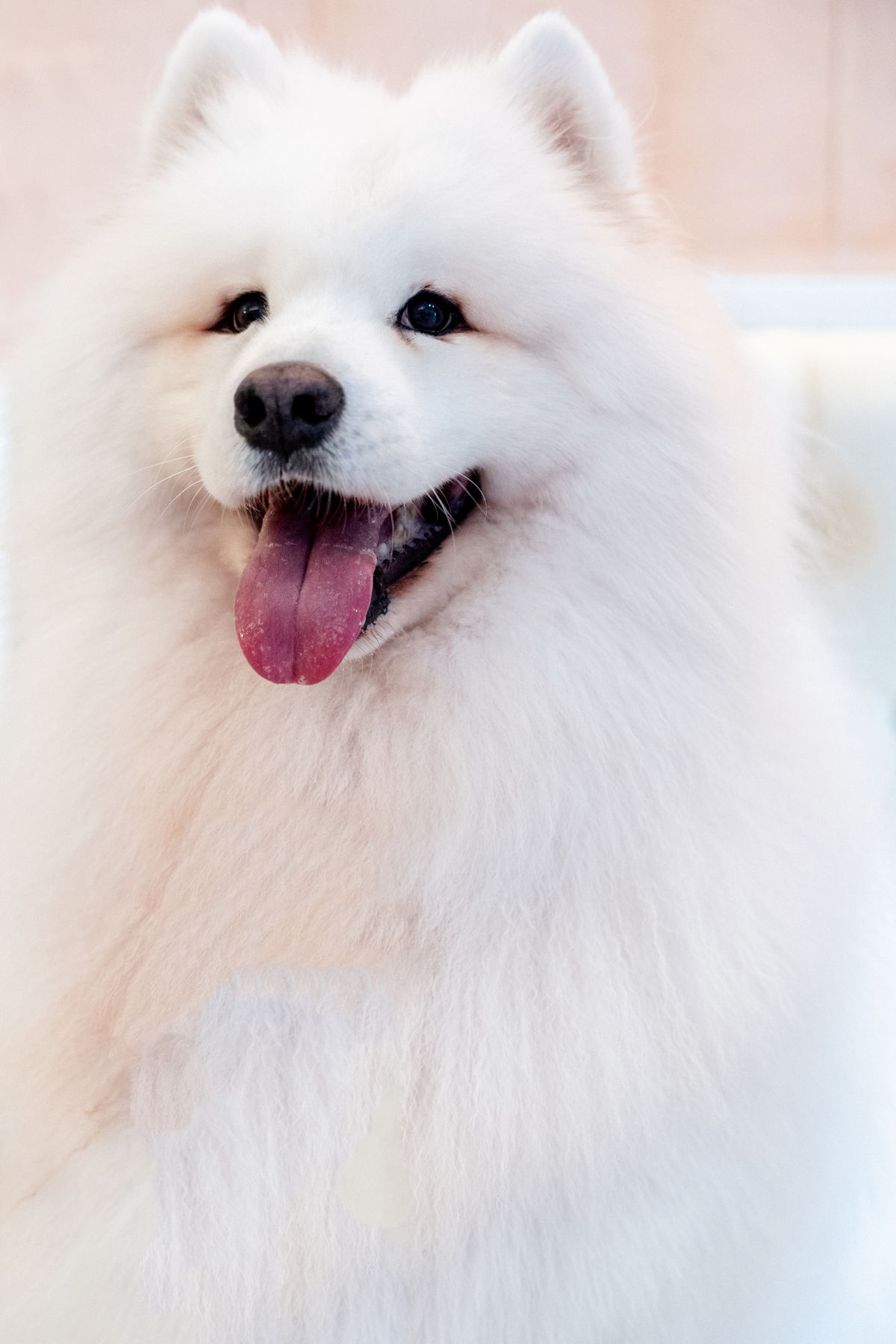 Samoyedo sonriente después de su sesión de grooming