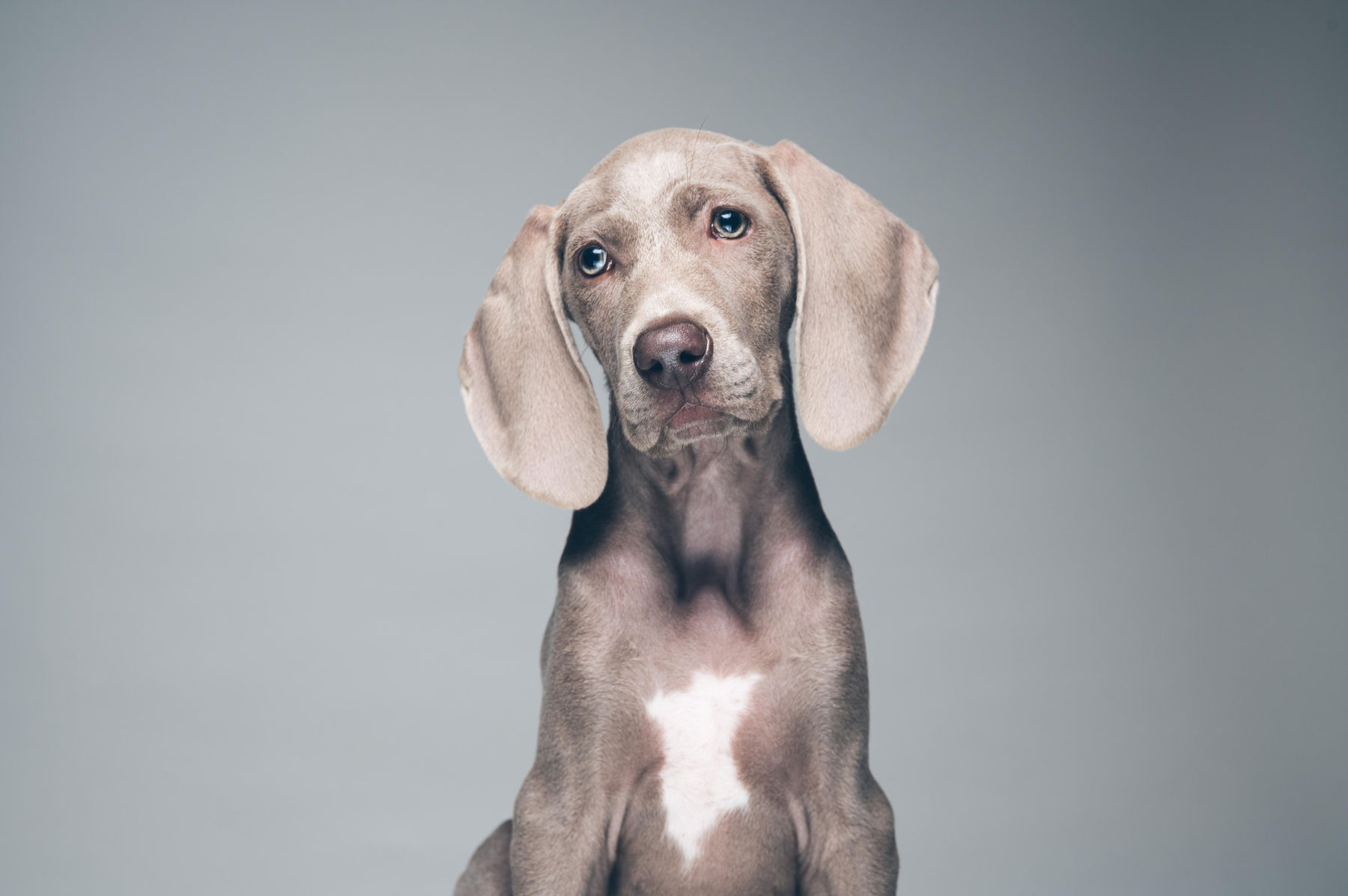 Cachorro de weimaraner retratado en el estudio de Maison Gala