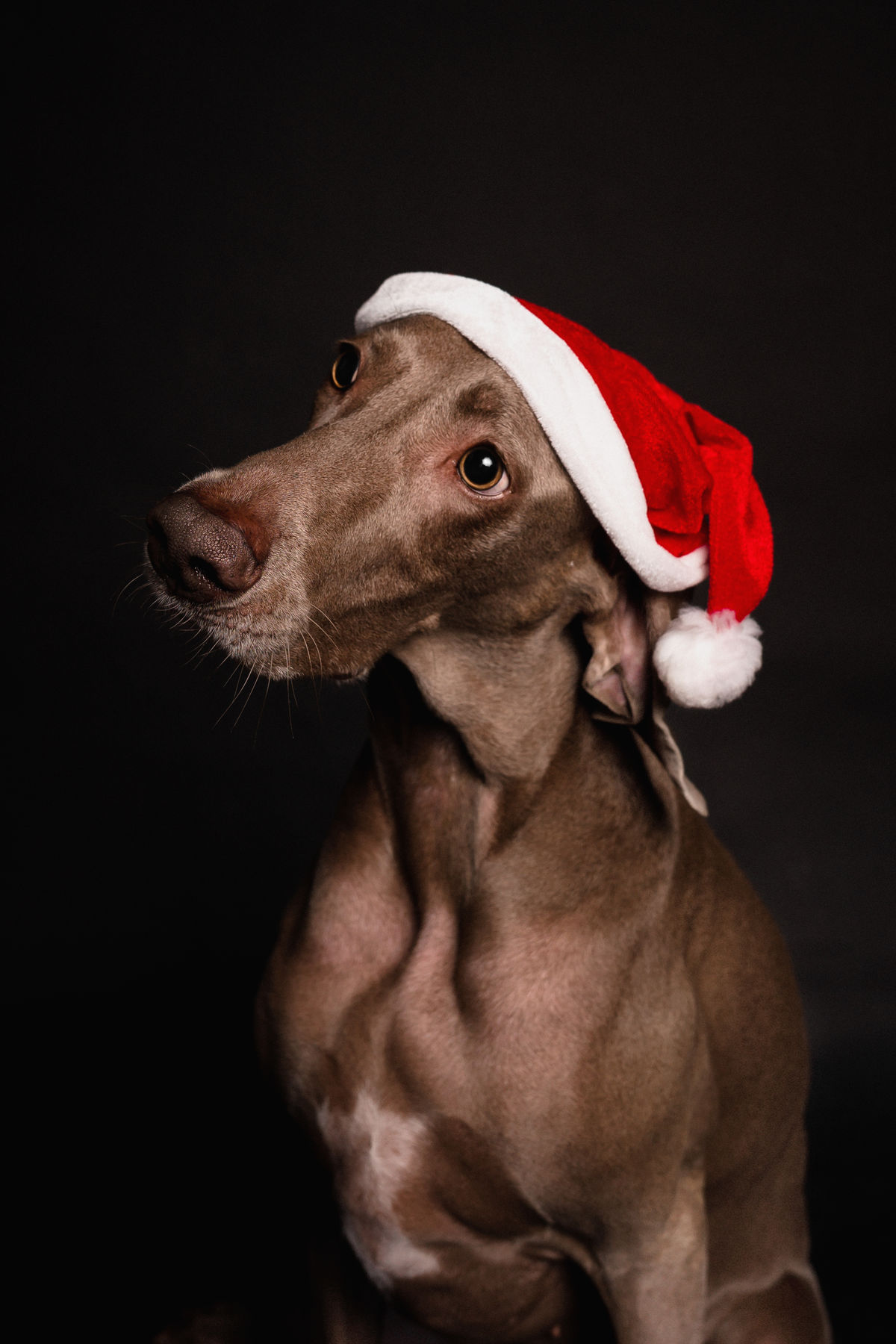Weimaraner con gorro de Navidad en sesión temática