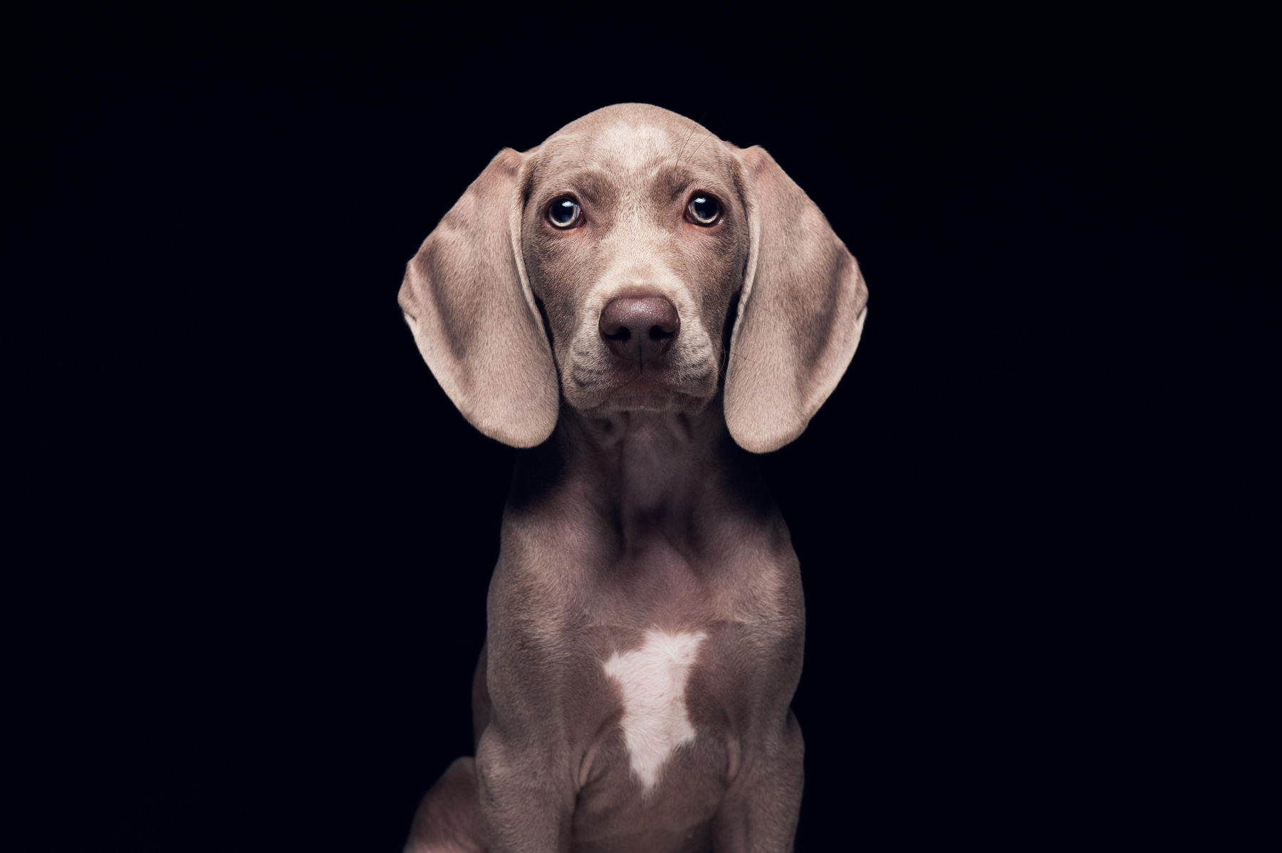Retrato editorial de un weimaraner sobre fondo negro