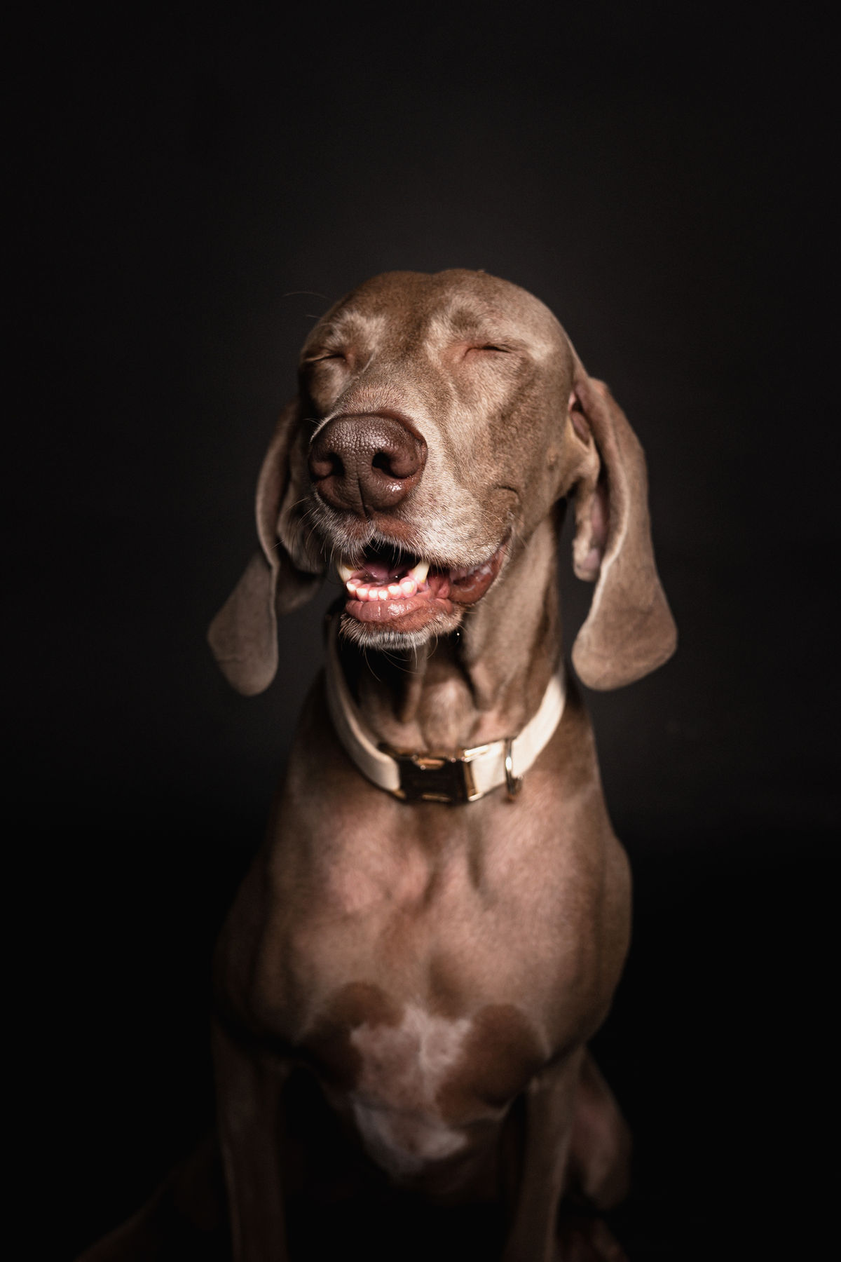 Retrato de estudio de un weimaraner sobre fondo negro