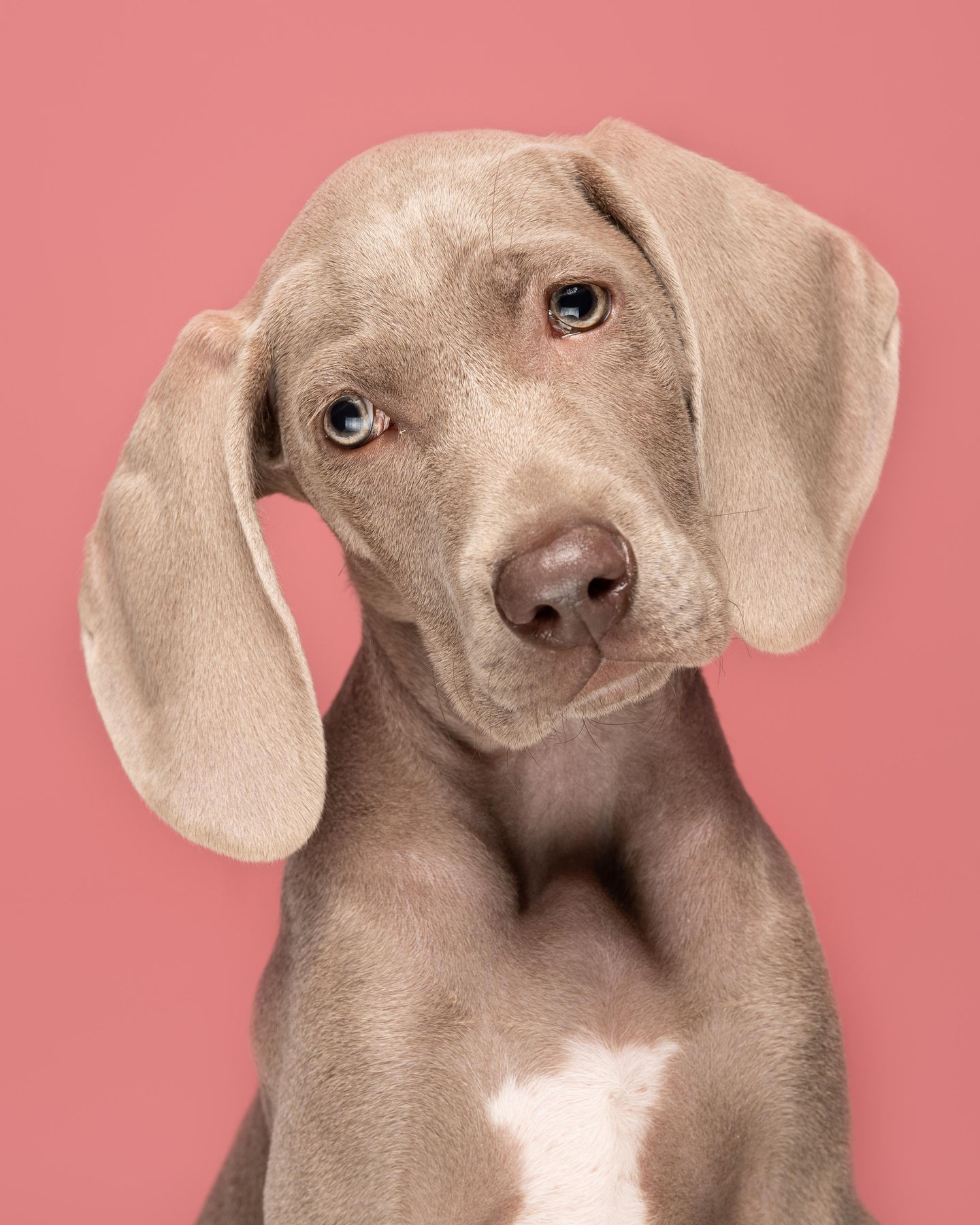 Retrato editorial de un weimaraner sobre fondo rosa
