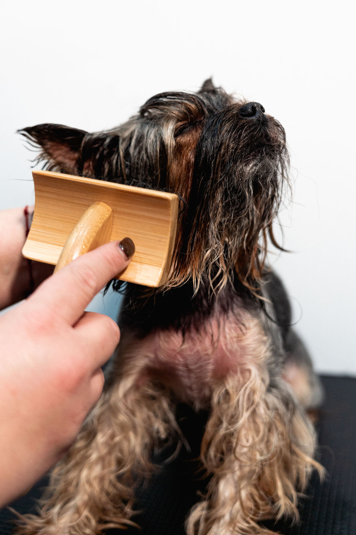 Práctica de cepillado sobre un yorkshire terrier