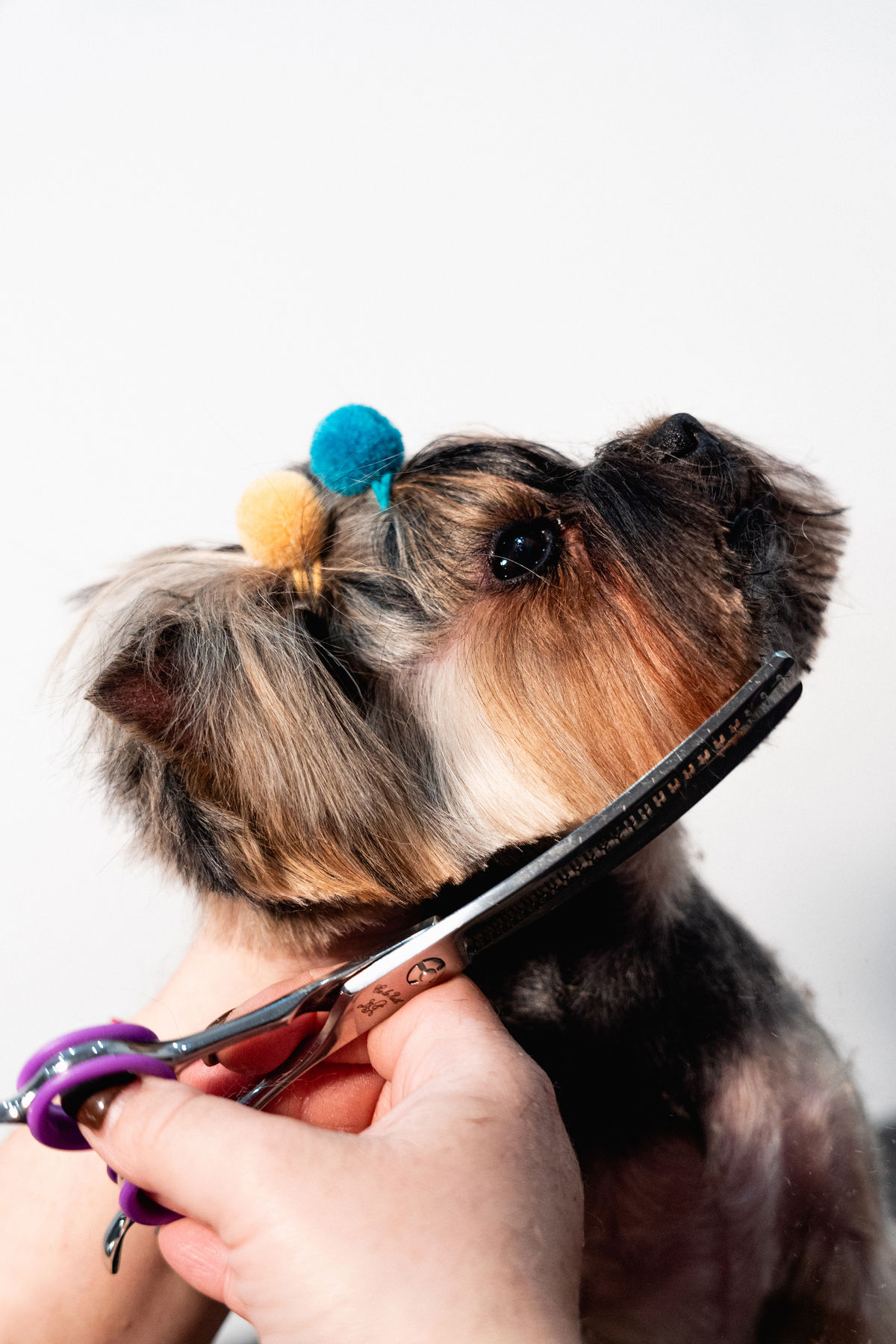 Yorkshire terrier recibiendo un acabado a tijera